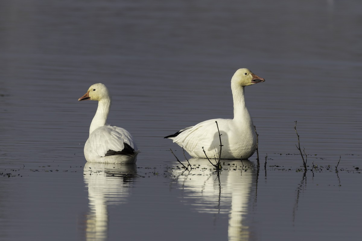 Oie des neiges - ML646885859