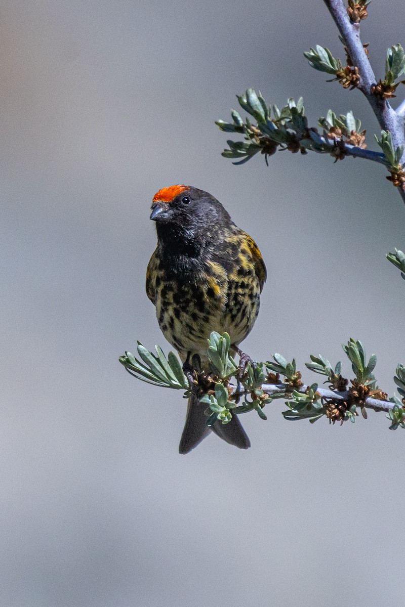 Serin à front d'or - ML646885860