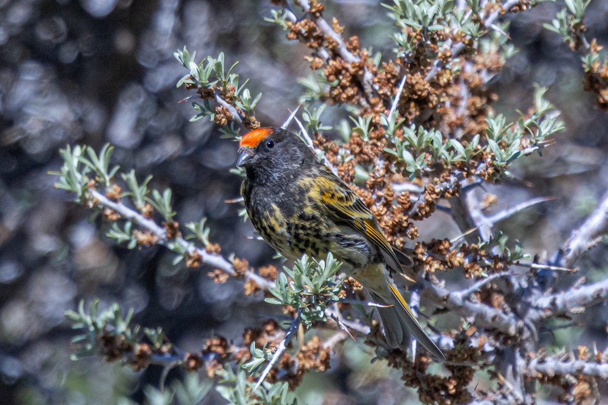 Serin à front d'or - ML646885861