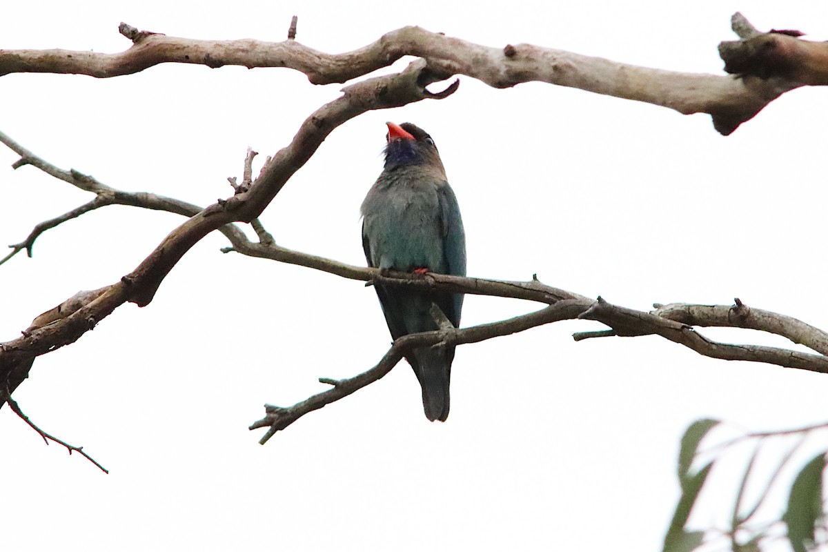 Rolle oriental - ML646885864