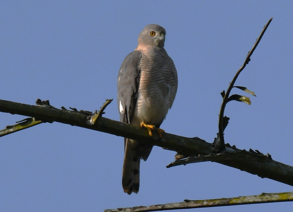 Épervier shikra - ML646885866