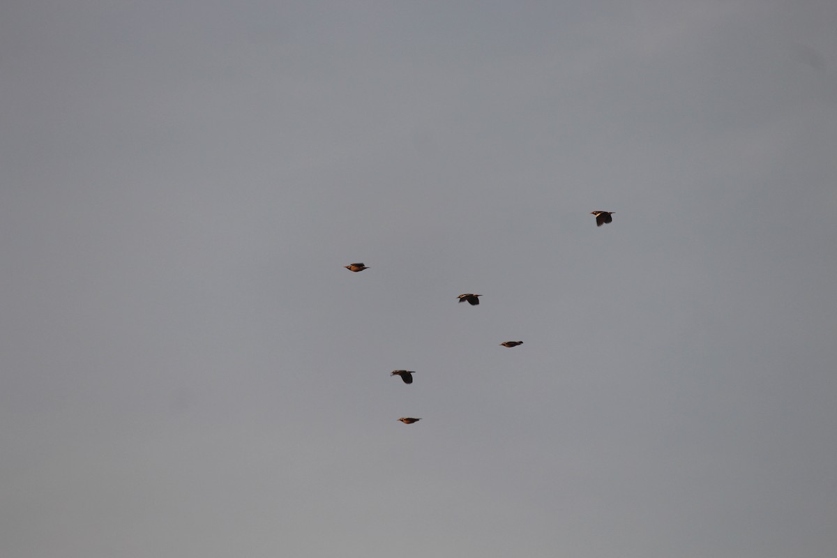 Étourneau pie - ML646885867