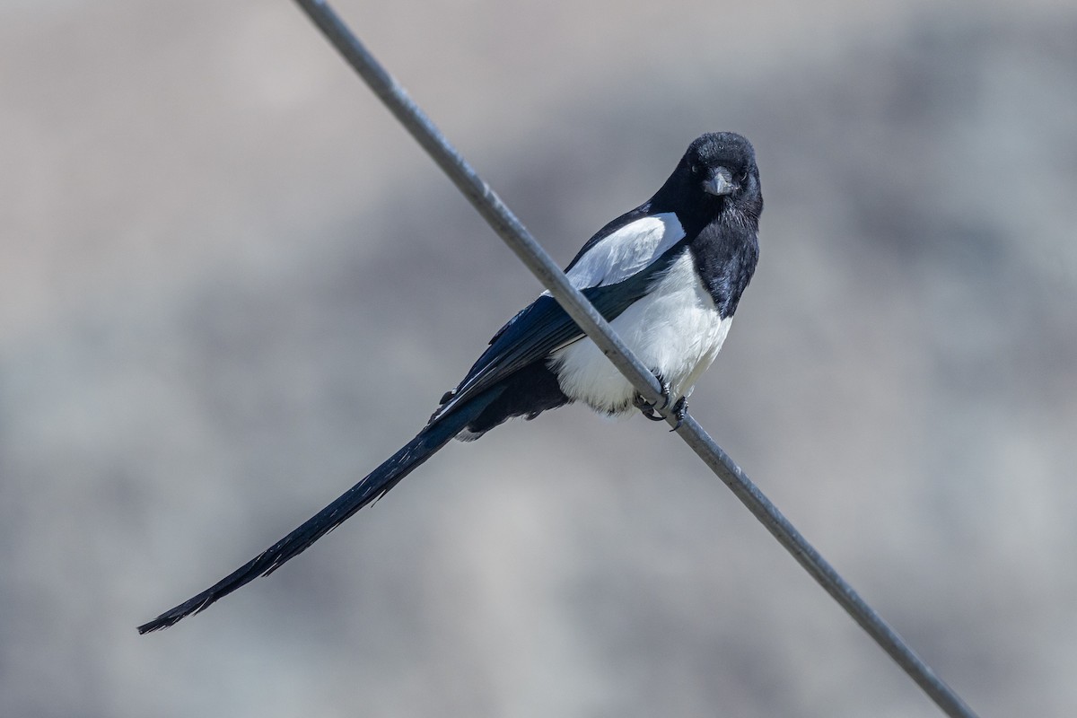 Pie bavarde - ML646885868