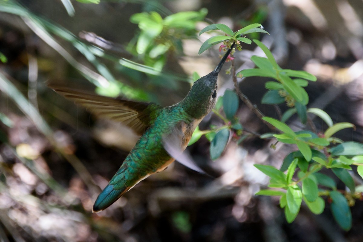 Colibri à queue large - ML646885870