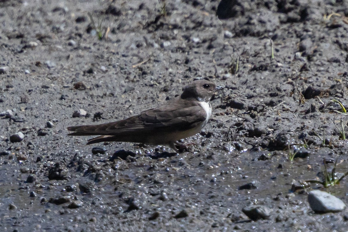 Hirondelle de rochers - ML646885871