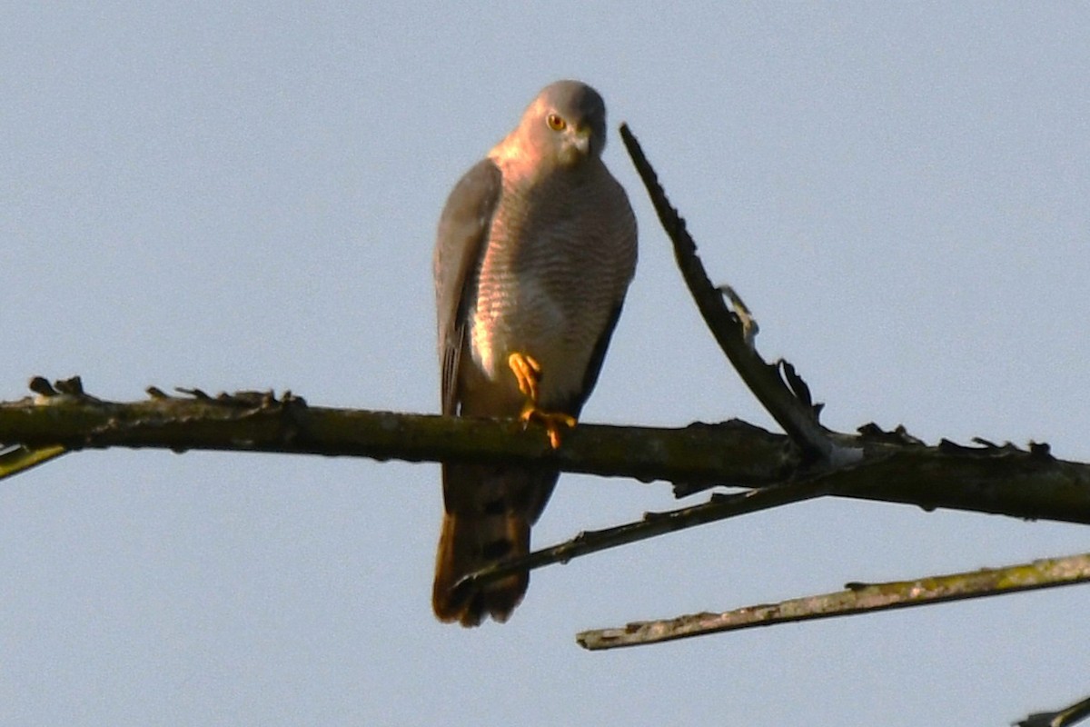 Épervier shikra - ML646885872