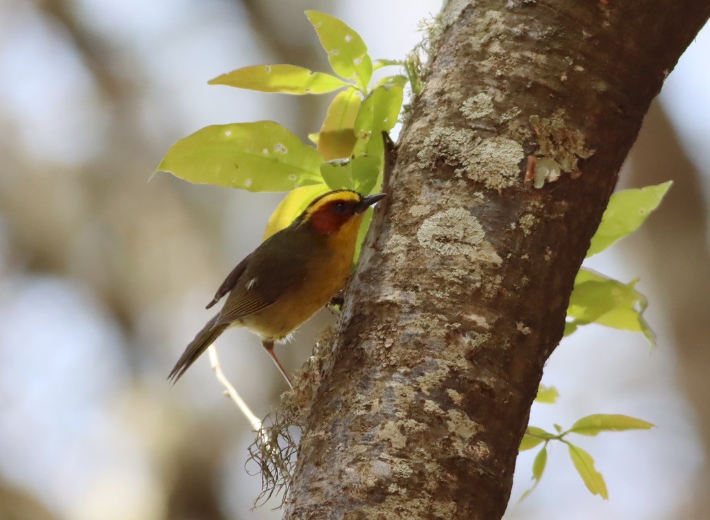 Paruline à sourcils dorés - ML646885873