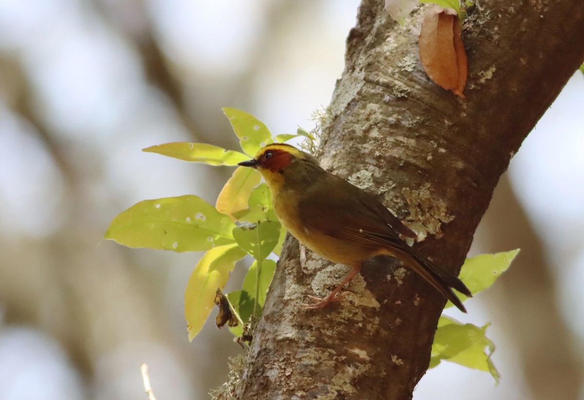 Paruline à sourcils dorés - ML646885874