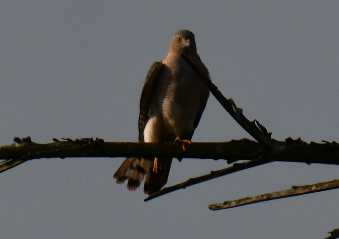 Épervier shikra - ML646885875