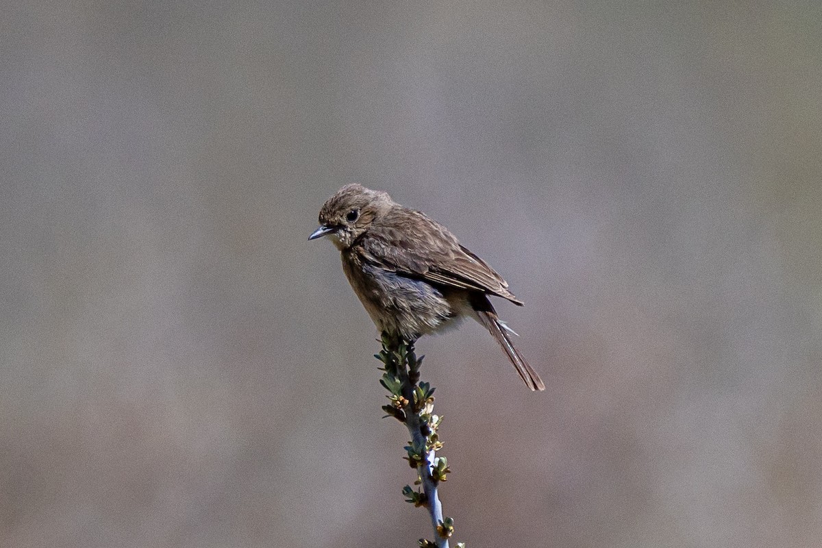 Orite de Sophie - ML646885876