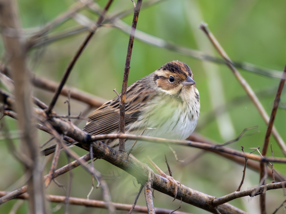 Bruant nain - ML646885878