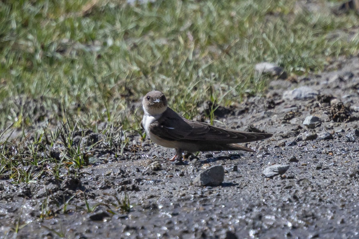 Hirondelle de rochers - ML646885879