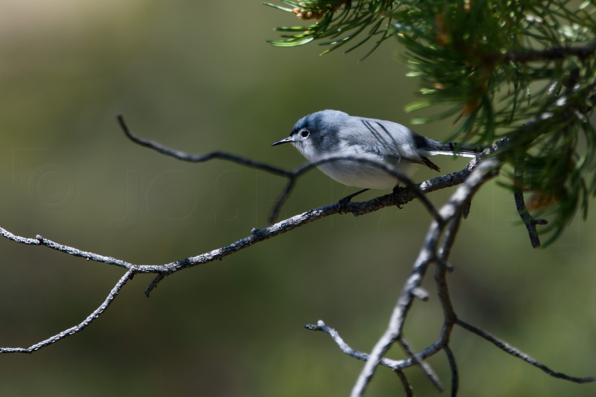 Gobemoucheron gris-bleu - ML646885880