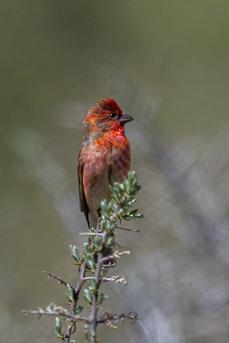 Roselin cramoisi - ML646885881