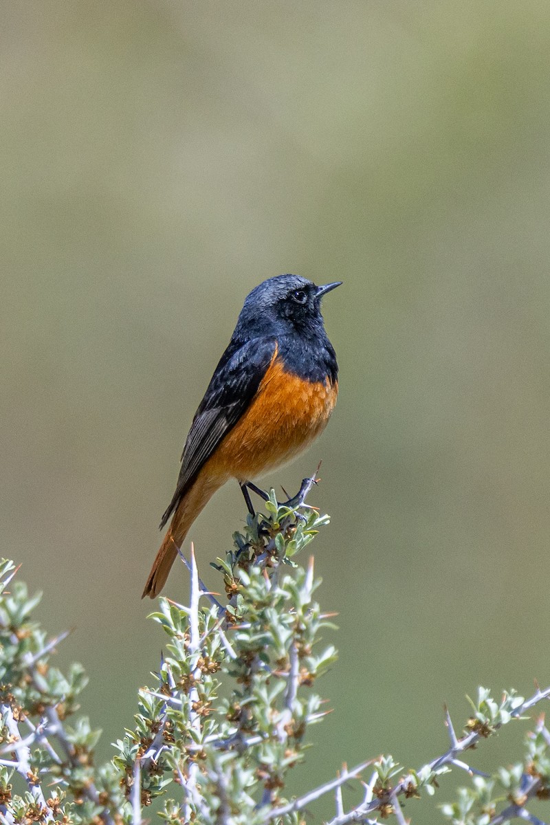 Rougequeue noir - ML646885882