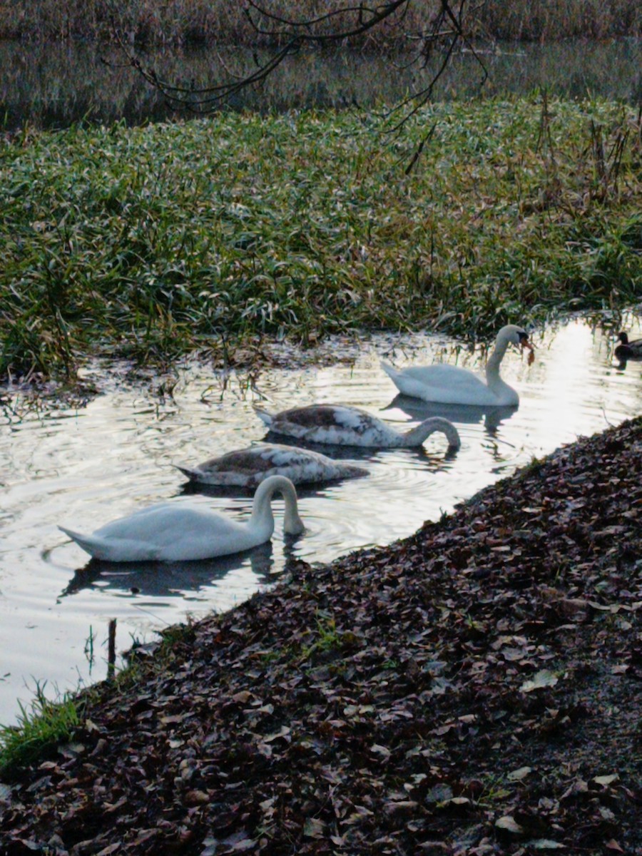 Cygne tuberculé - ML646885883