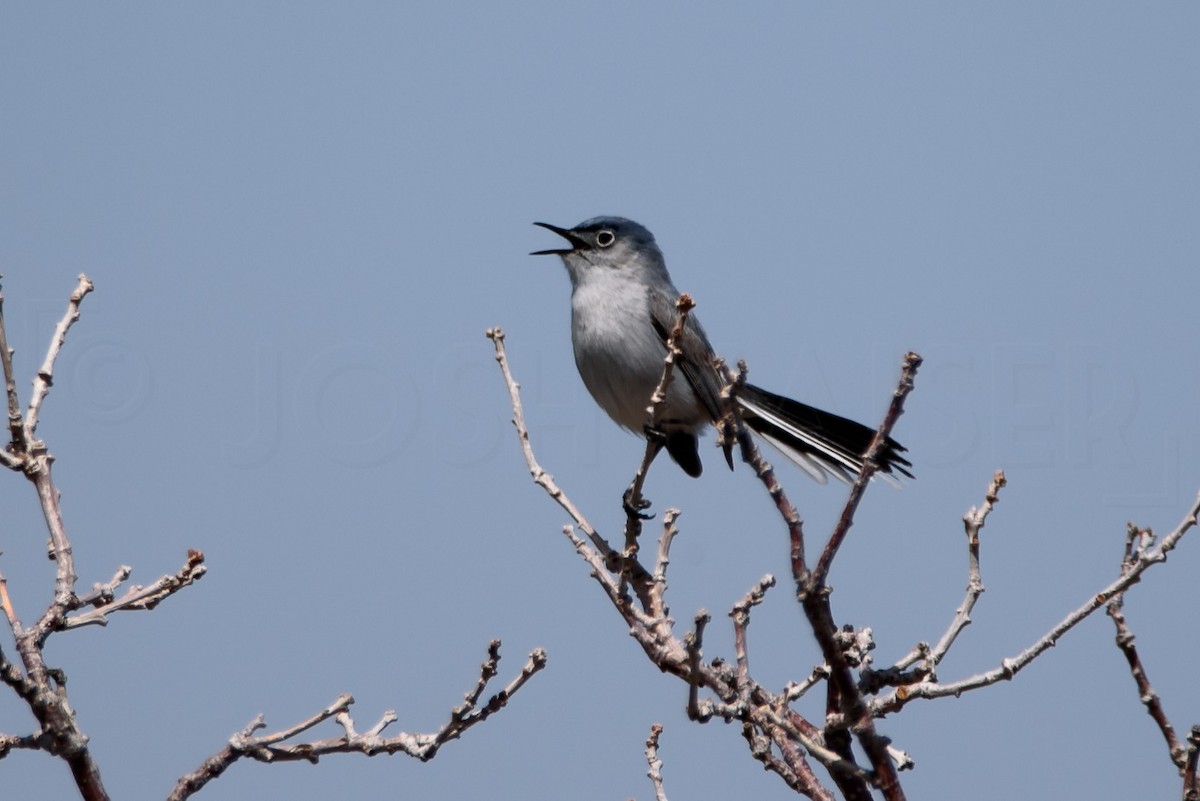 Blue-gray Gnatcatcher - ML646885885
