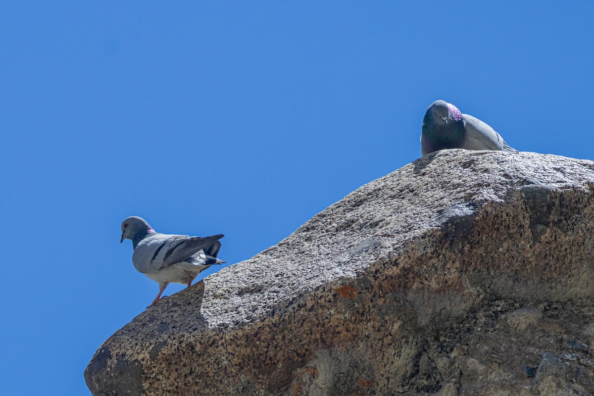 Hill Pigeon - ML646885886