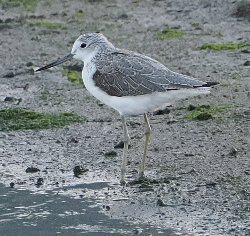 ביצנית ירוקת-רגל - ML646885887