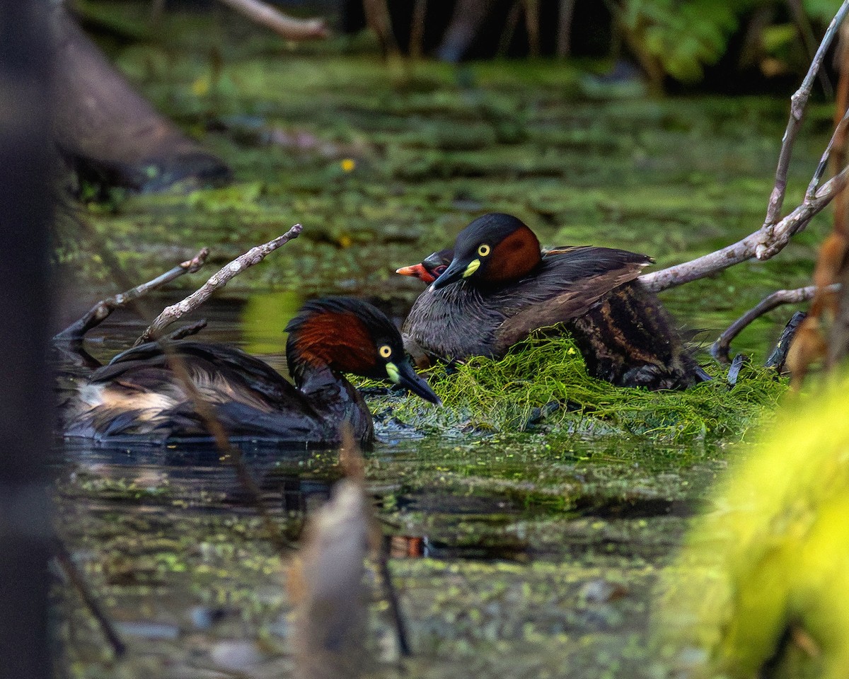 Grèbe castagneux - ML646885890