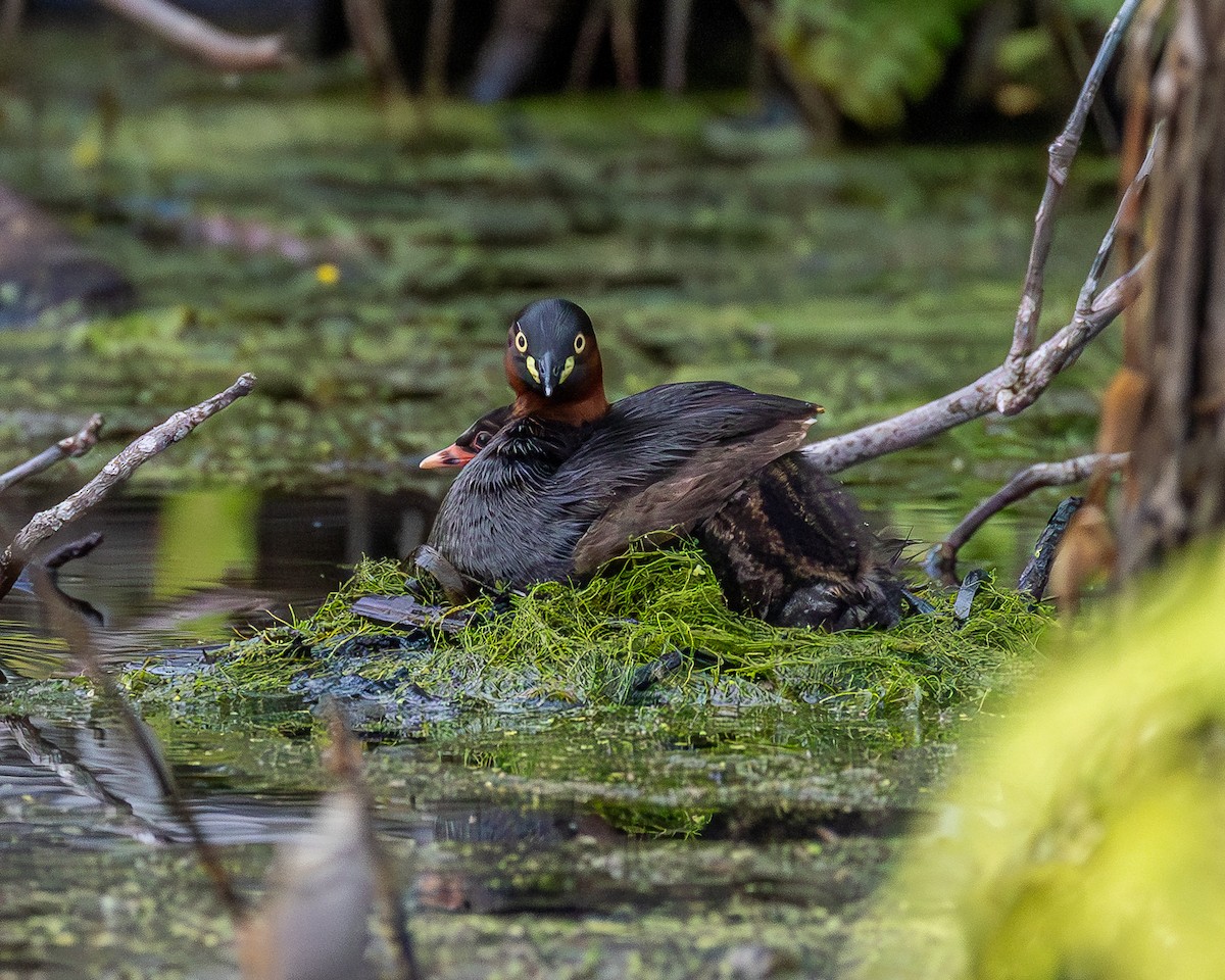 Grèbe castagneux - ML646885891