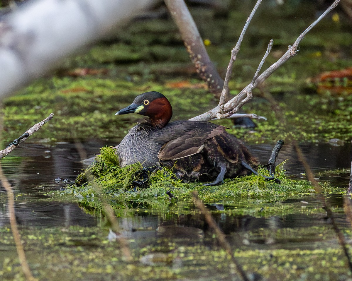 Grèbe castagneux - ML646885892