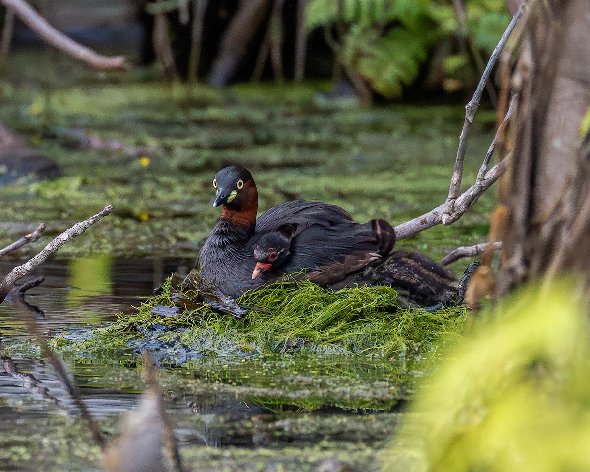 Grèbe castagneux - ML646885893