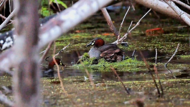 Little Grebe - ML646885894