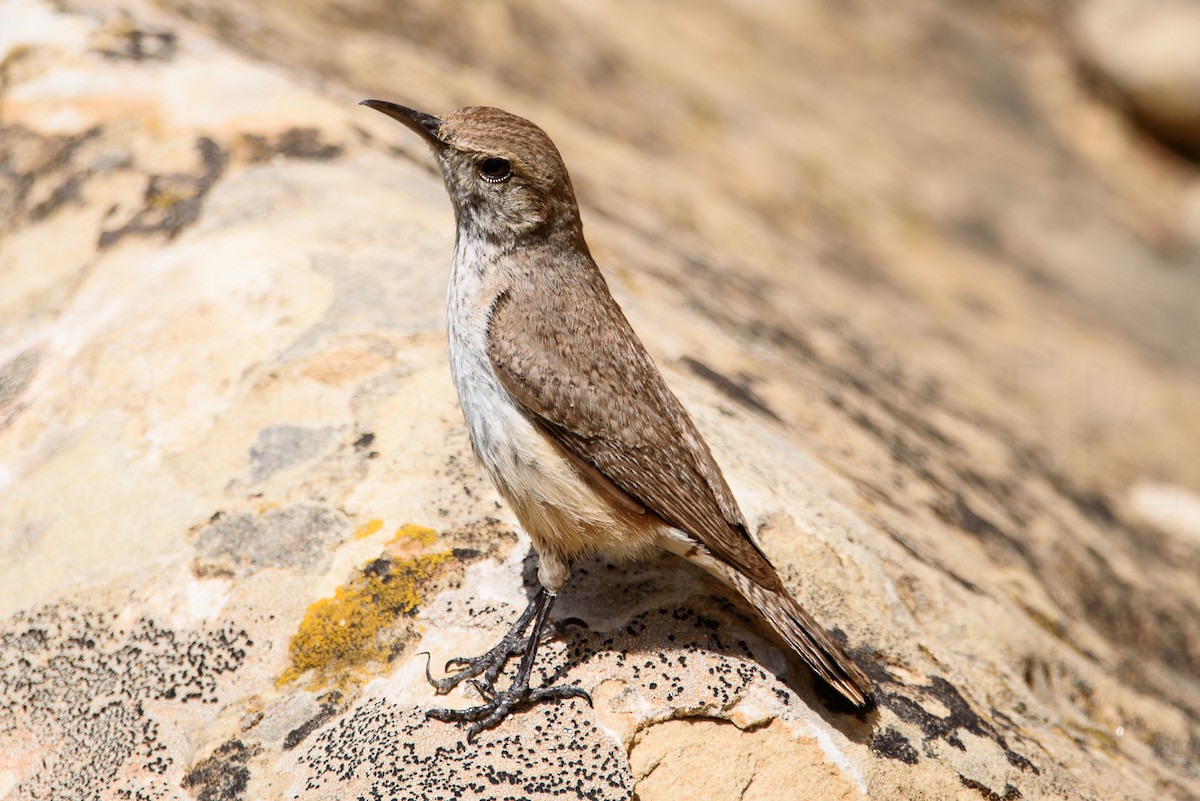 Rock Wren - ML646885896