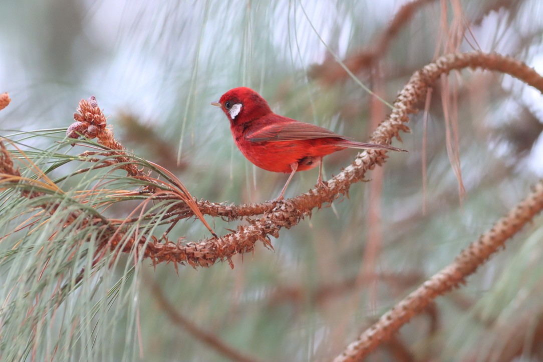 Red Warbler - ML646885899