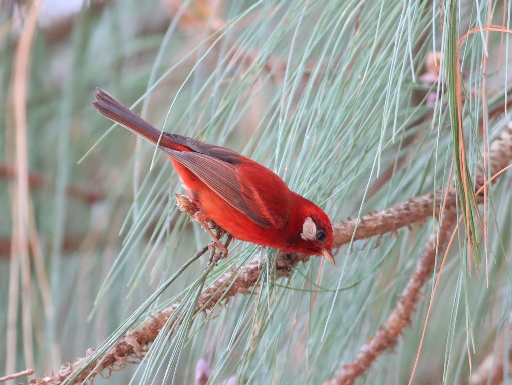 Red Warbler - ML646885900