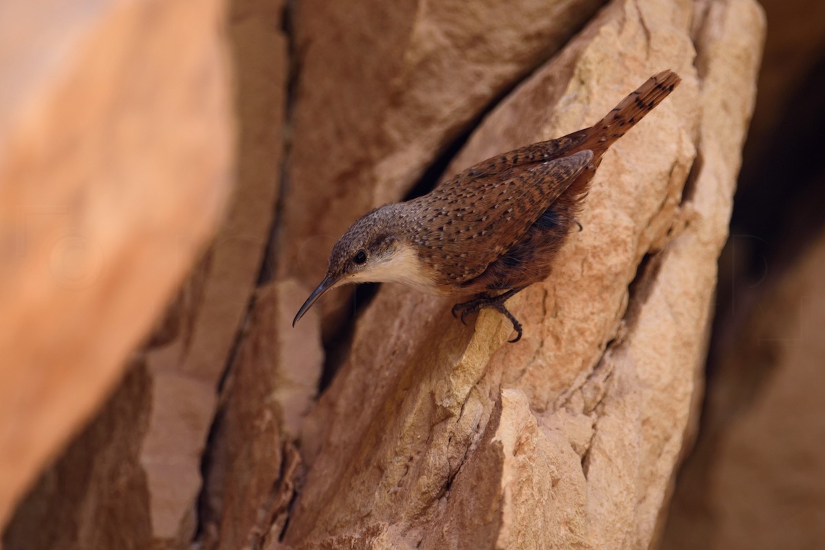 Canyon Wren - ML646885901