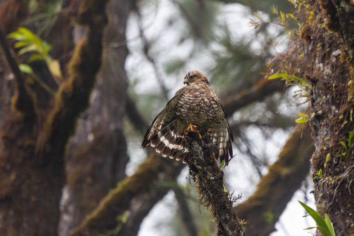 Ширококрылый канюк - ML646885902