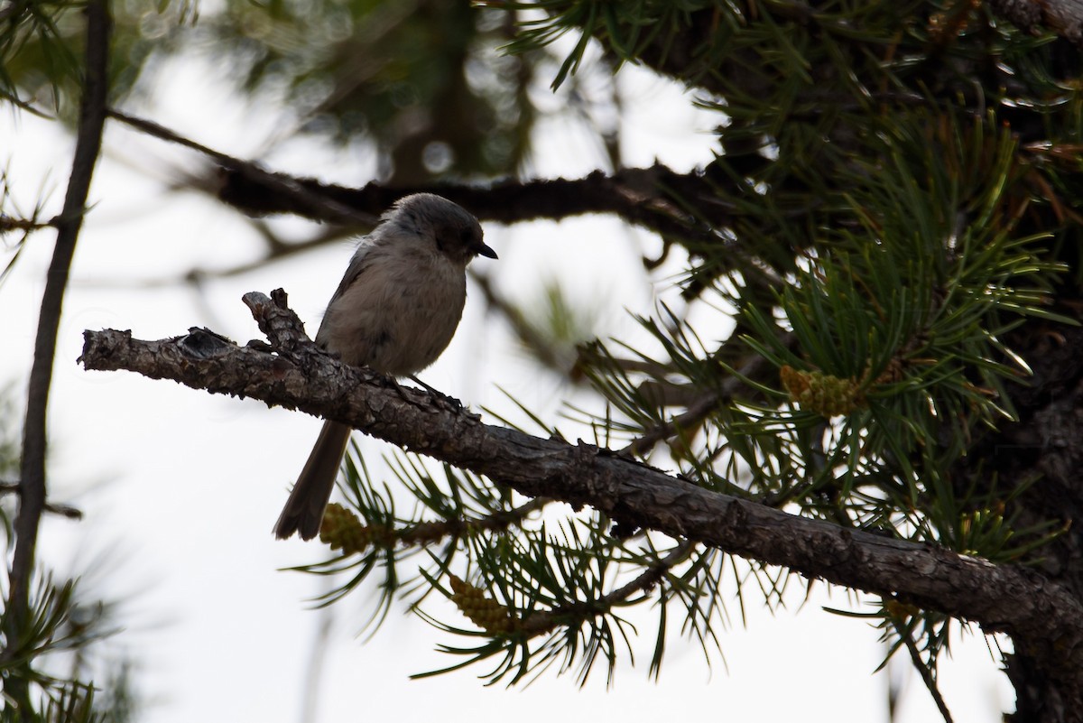 Bushtit - ML646885906