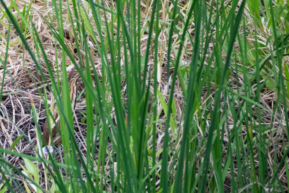 Kızılca Küçük Balaban - ML646885907