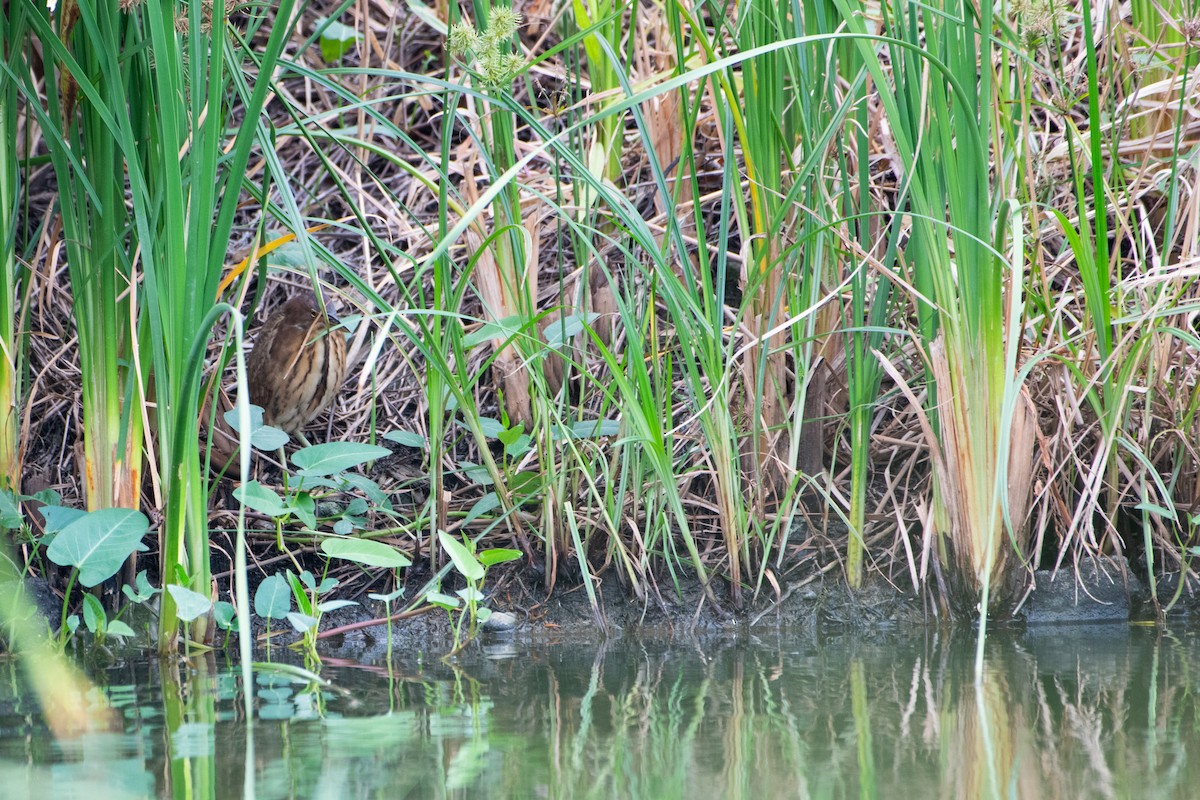 Kızılca Küçük Balaban - ML646885908