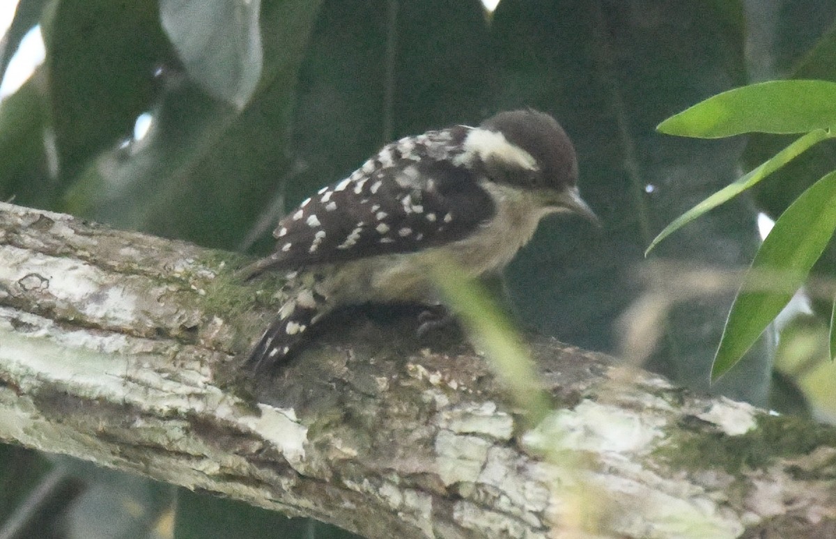 Brown-capped Pygmy Woodpecker - ML646885909