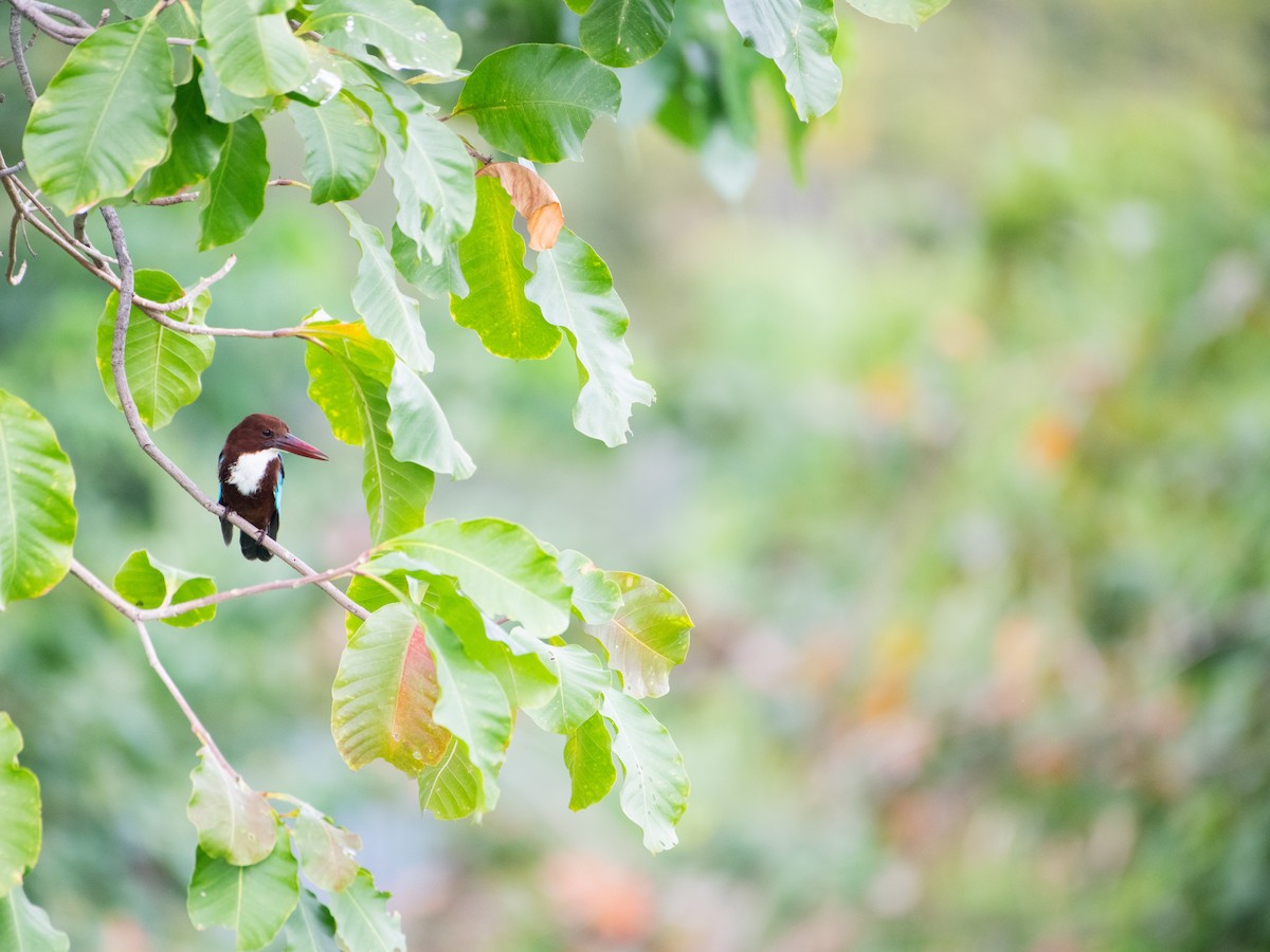 İzmir Yalıçapkını - ML646885911