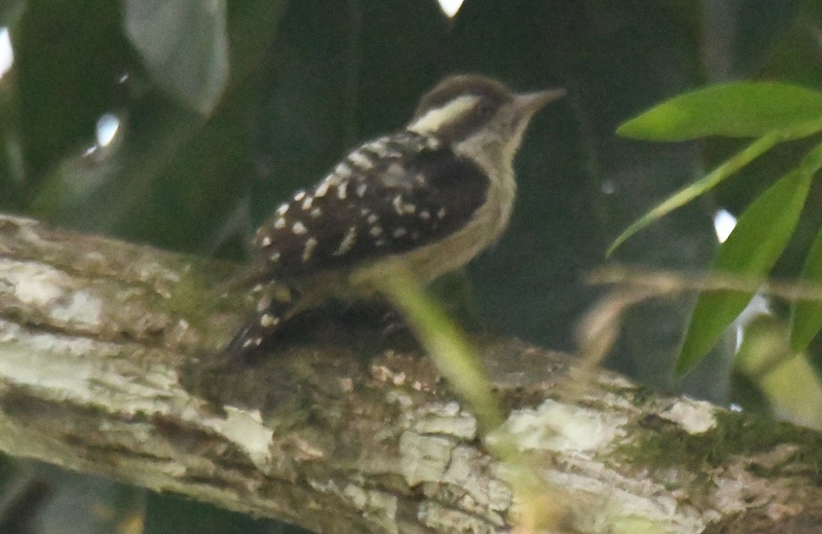 Brown-capped Pygmy Woodpecker - ML646885913