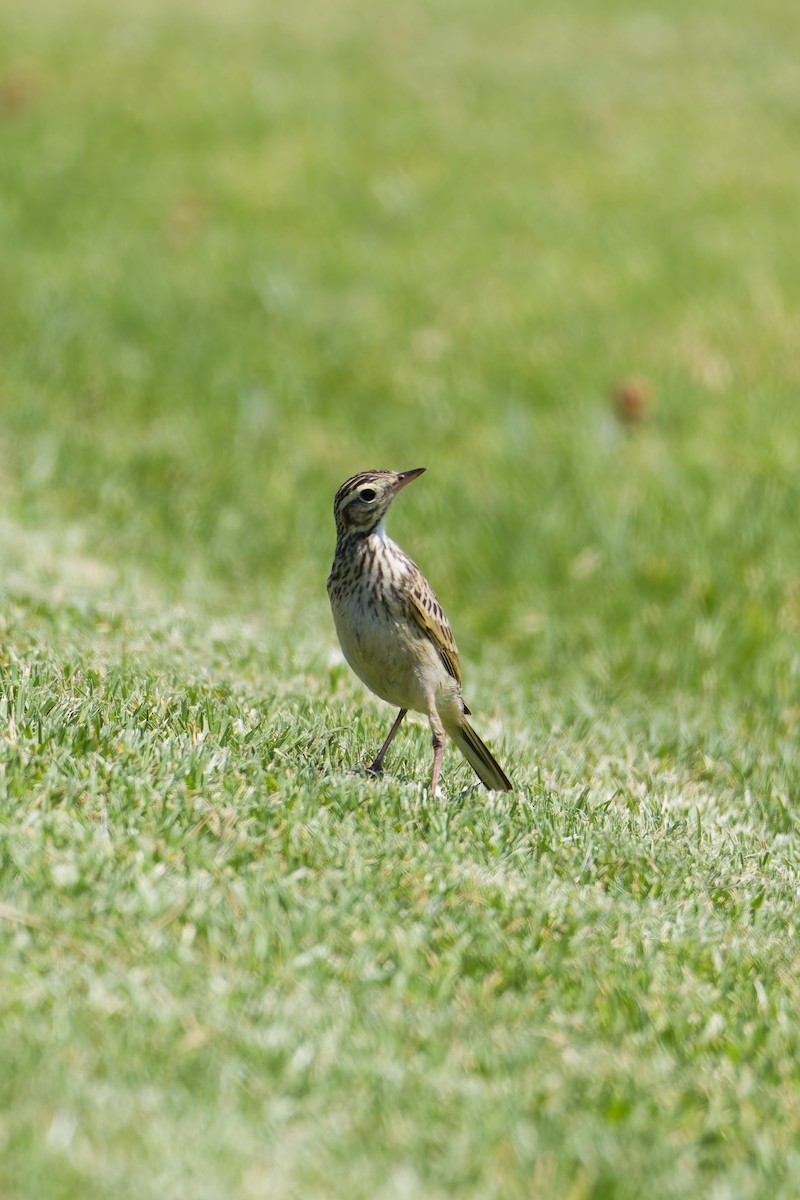 Australian Pipit - ML646885914