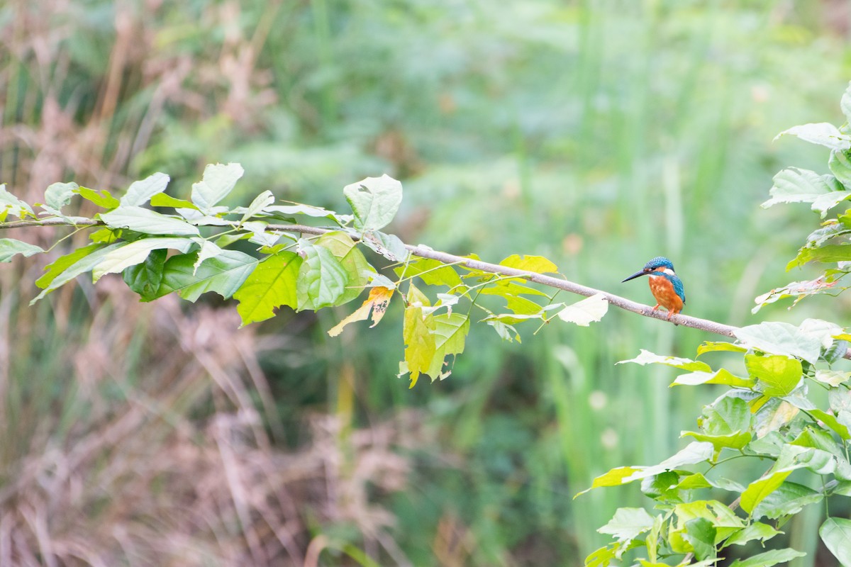 Yalıçapkını - ML646885915