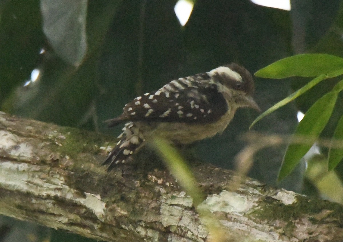 Brown-capped Pygmy Woodpecker - ML646885916