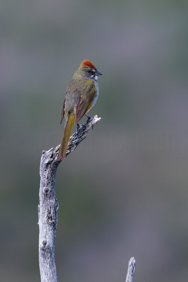 Green-tailed Towhee - ML646885918