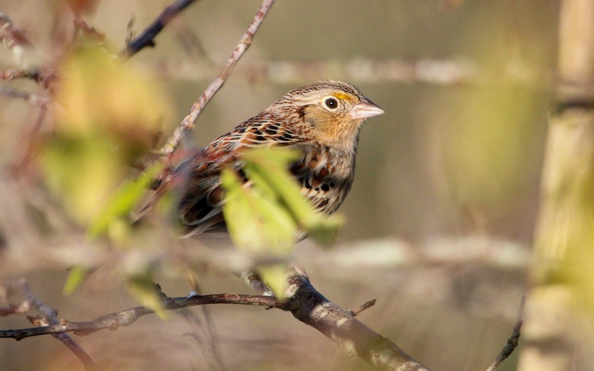 Grasshopper Sparrow - ML646885919