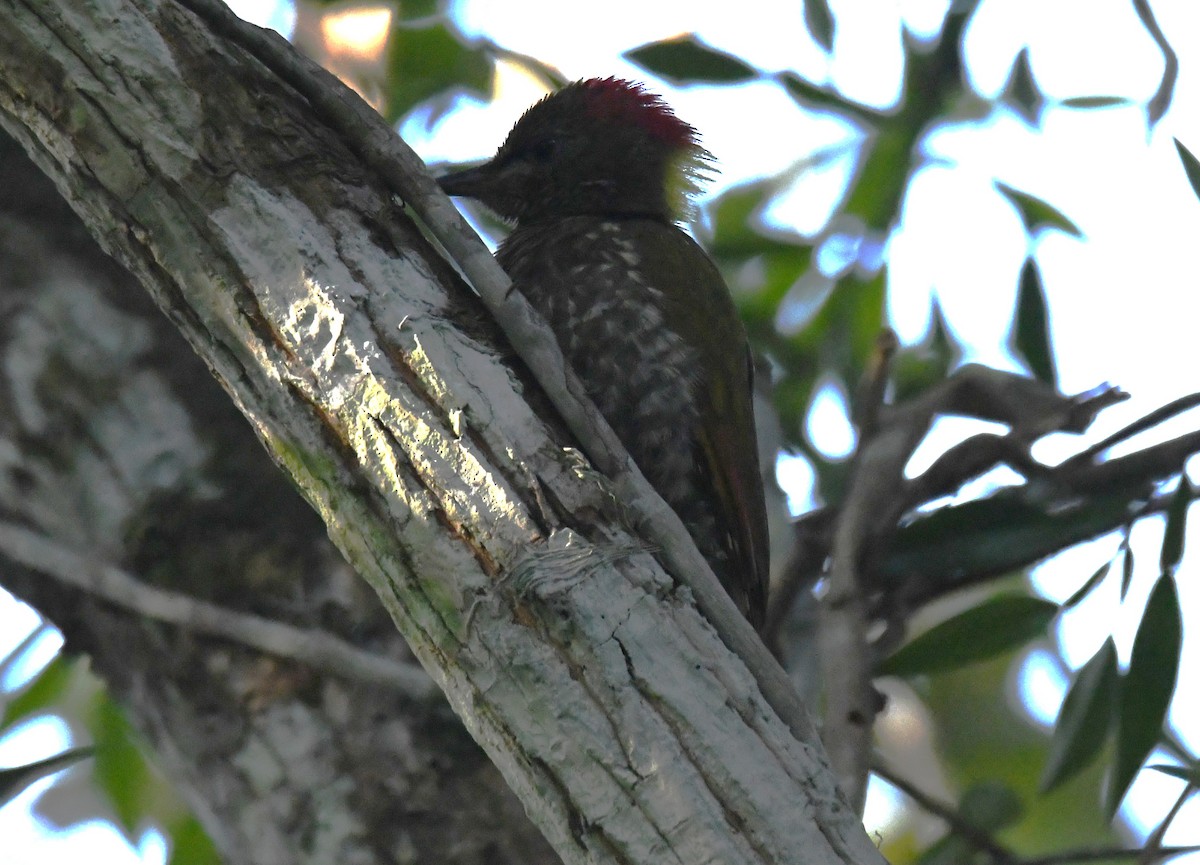 Жовна мала - ML646885921