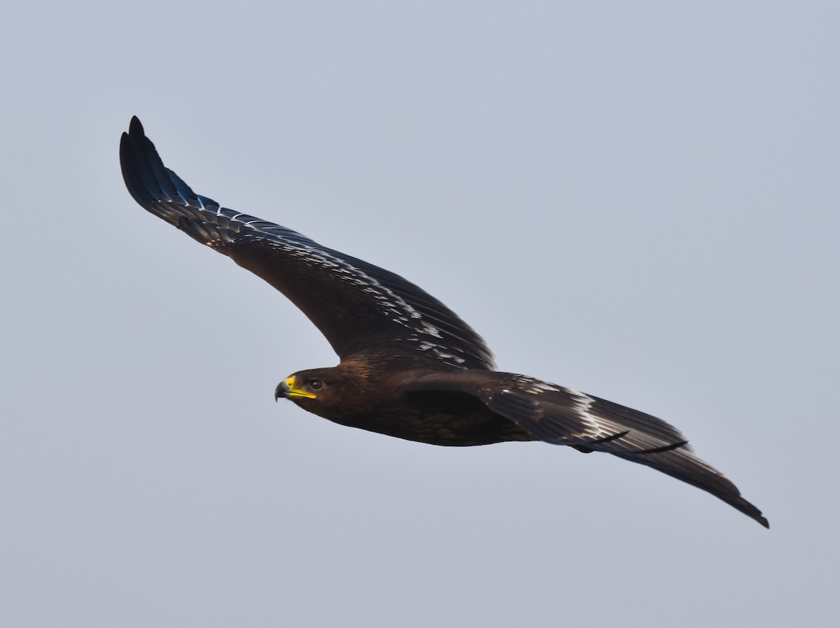 Aquila anatraia maggiore - ML646885922