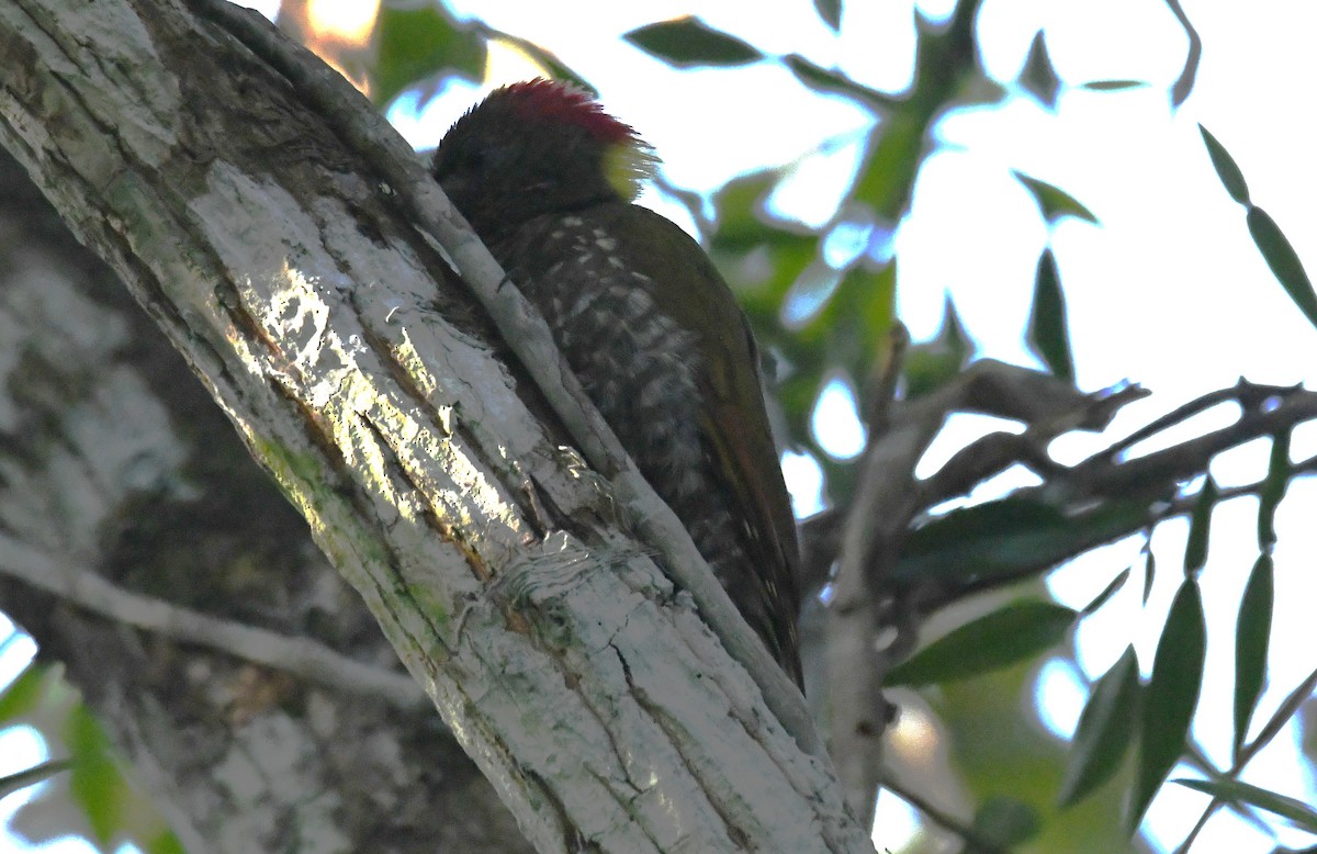 Жовна мала - ML646885923