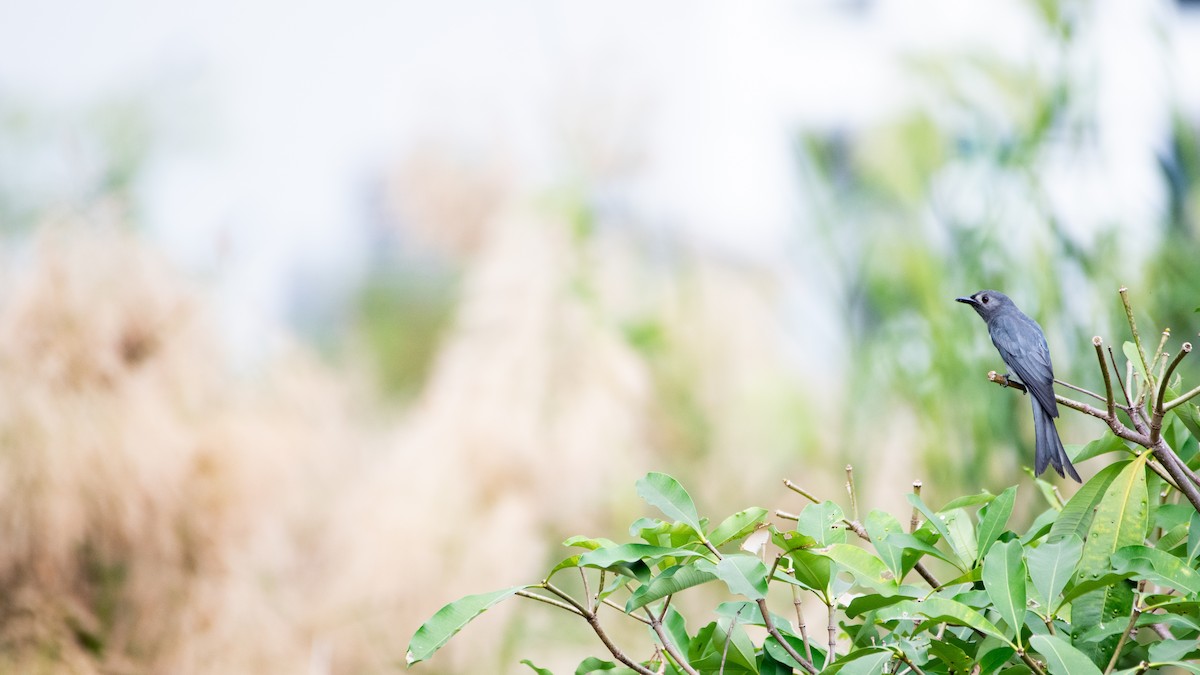 ハイイロオウチュウ - ML646885925