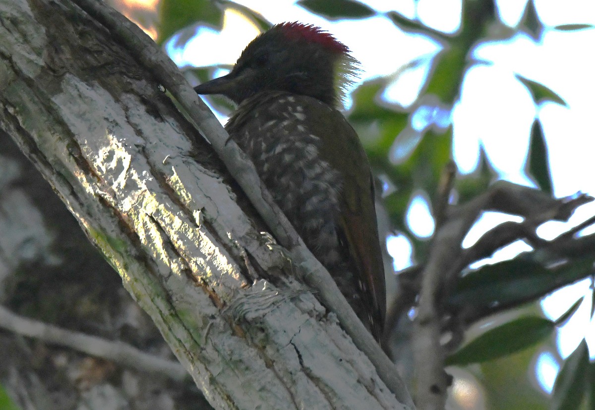 Жовна мала - ML646885926