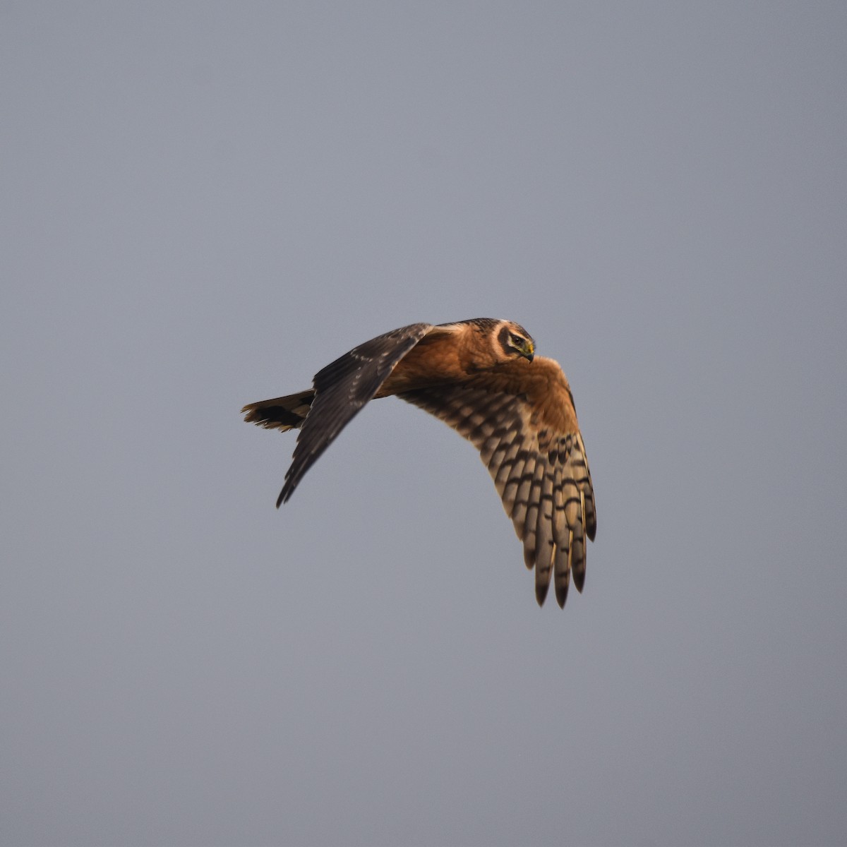 Pallid Harrier - ML646885927